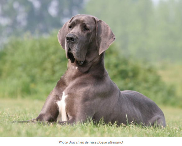 dogue-allemand-photo5.png
