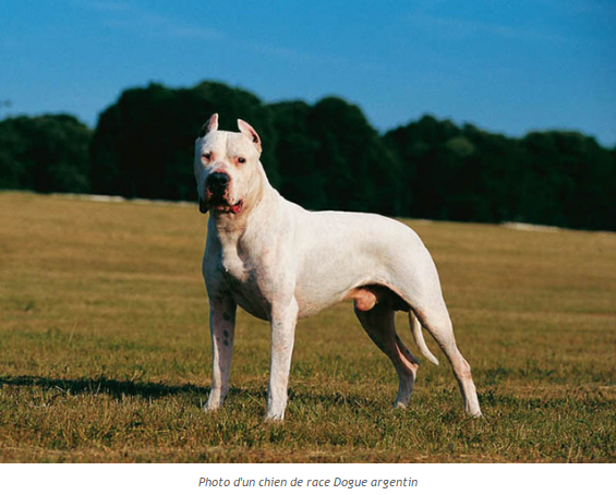 dogue-argentin-photo2.png