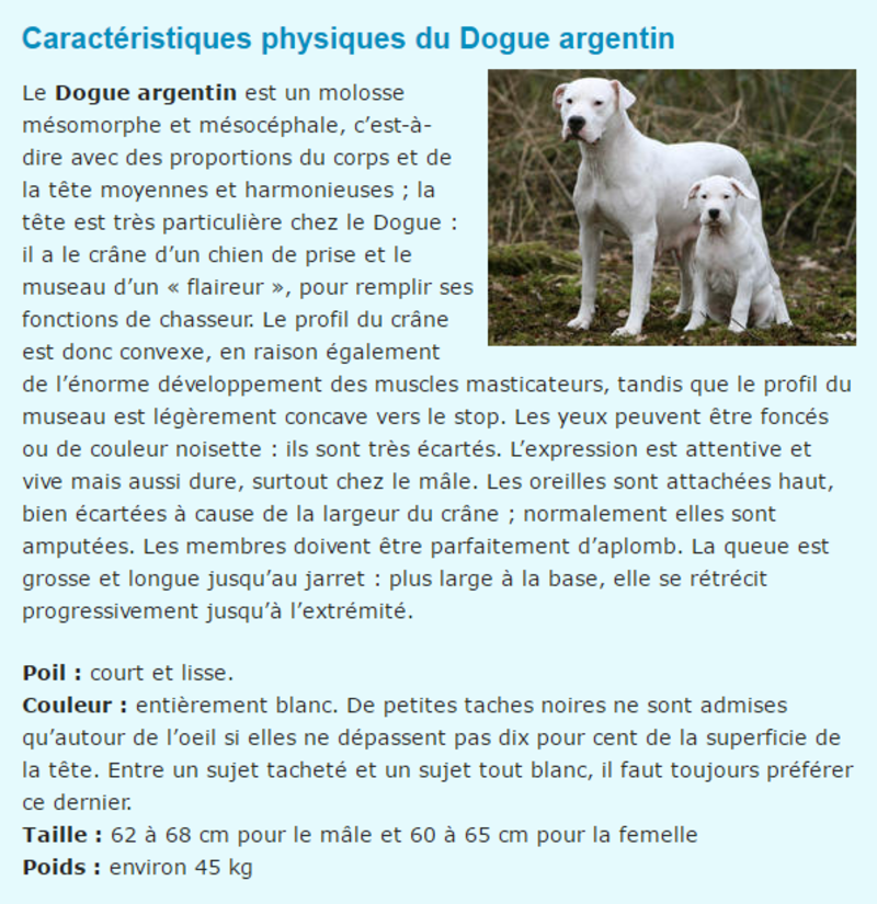 dogue-argentin-texte1.png