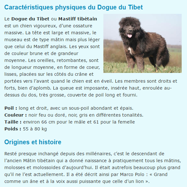 dogue-du-tibet-texte1.png