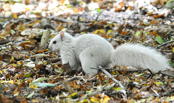 ecureuil-blanc1.png