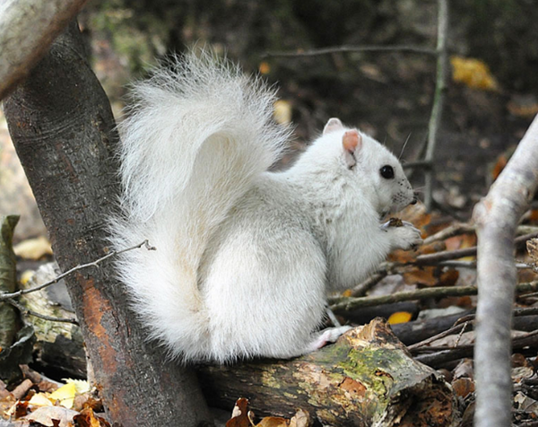 ecureuil-blanc2.png