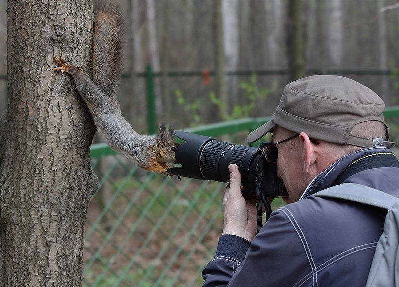 ecureuil-curieux-photo.jpg