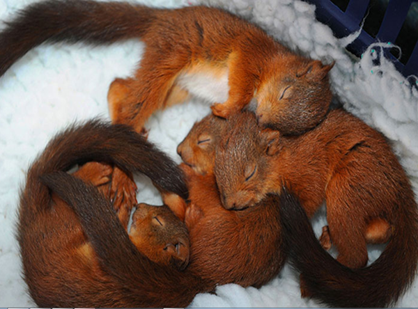 ecureuils-endormis.png