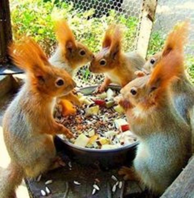 ecureuils-repas.jpg
