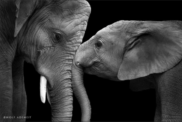 elephant-amour3.png