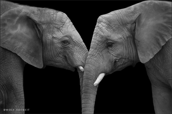 elephant-amour4.png