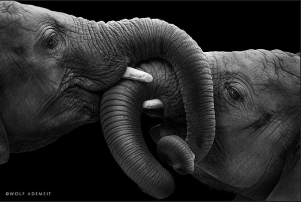 elephant-amour5.png