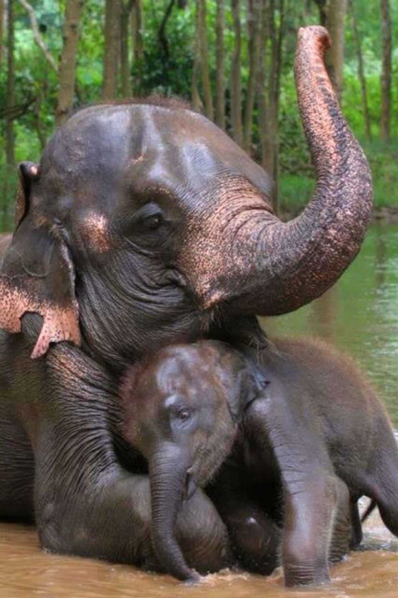 elephant-et-son-bebe.jpg