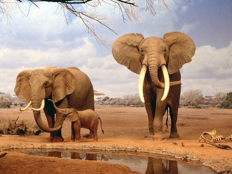 elephant-famille.jpg