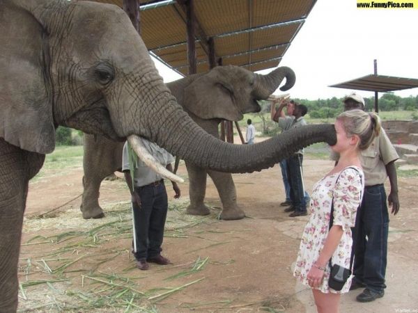 elephant-gros-bisous.jpg