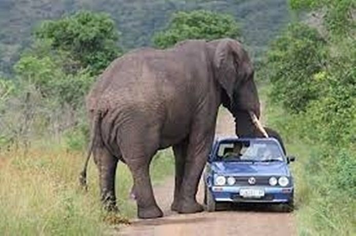 elephant-voiture.jpg