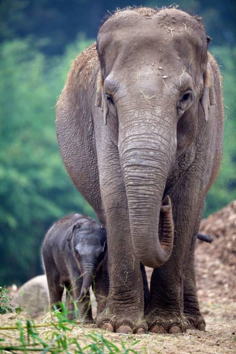 elephant-zoo-photo.jpg