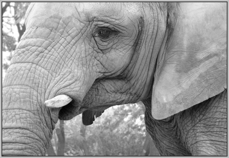 elephant7_1.jpg
