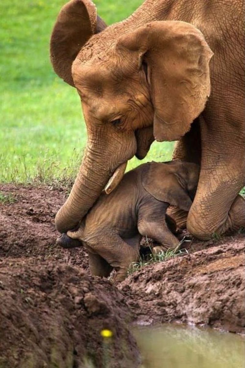 elephante-aide-bebe.jpg