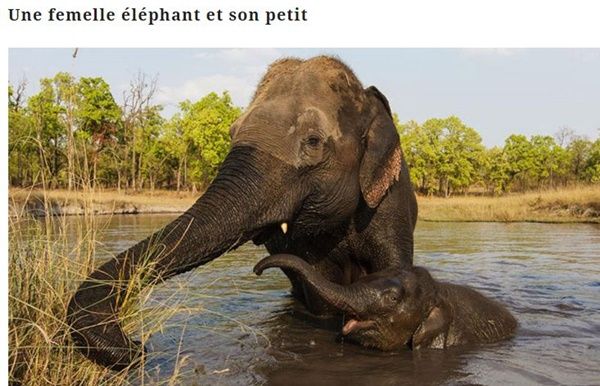 elephante-et-son-petit_1.jpg