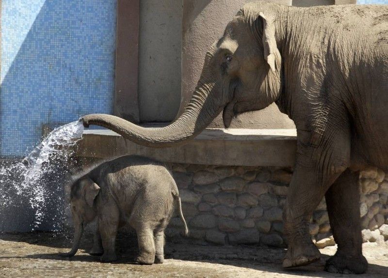 elephanteau-douche.jpg