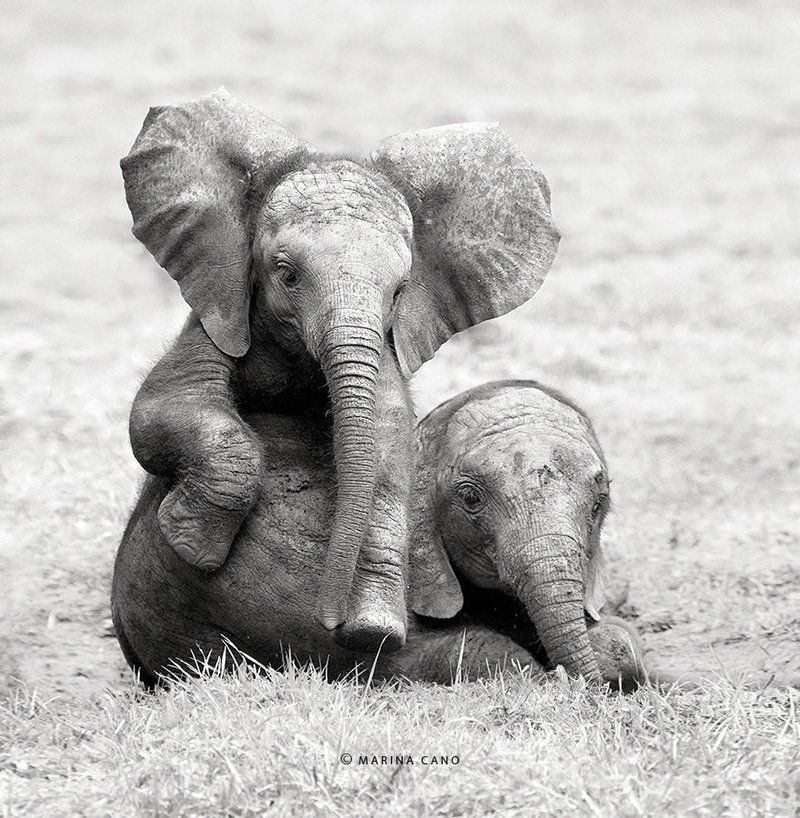 elephanteaux-mignons.jpg
