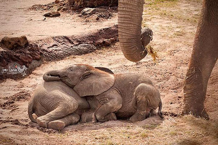 elephanteaux-sieste.png
