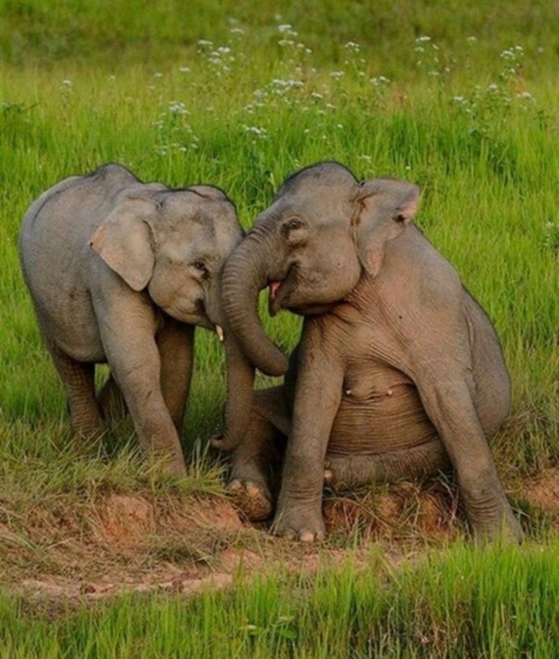 elephants-bebes.jpg