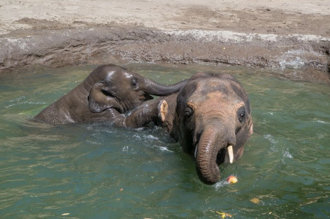 elephants-eau.png