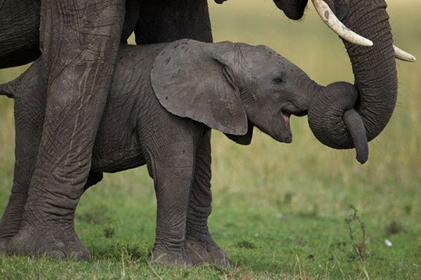 elephants-marie.jpg
