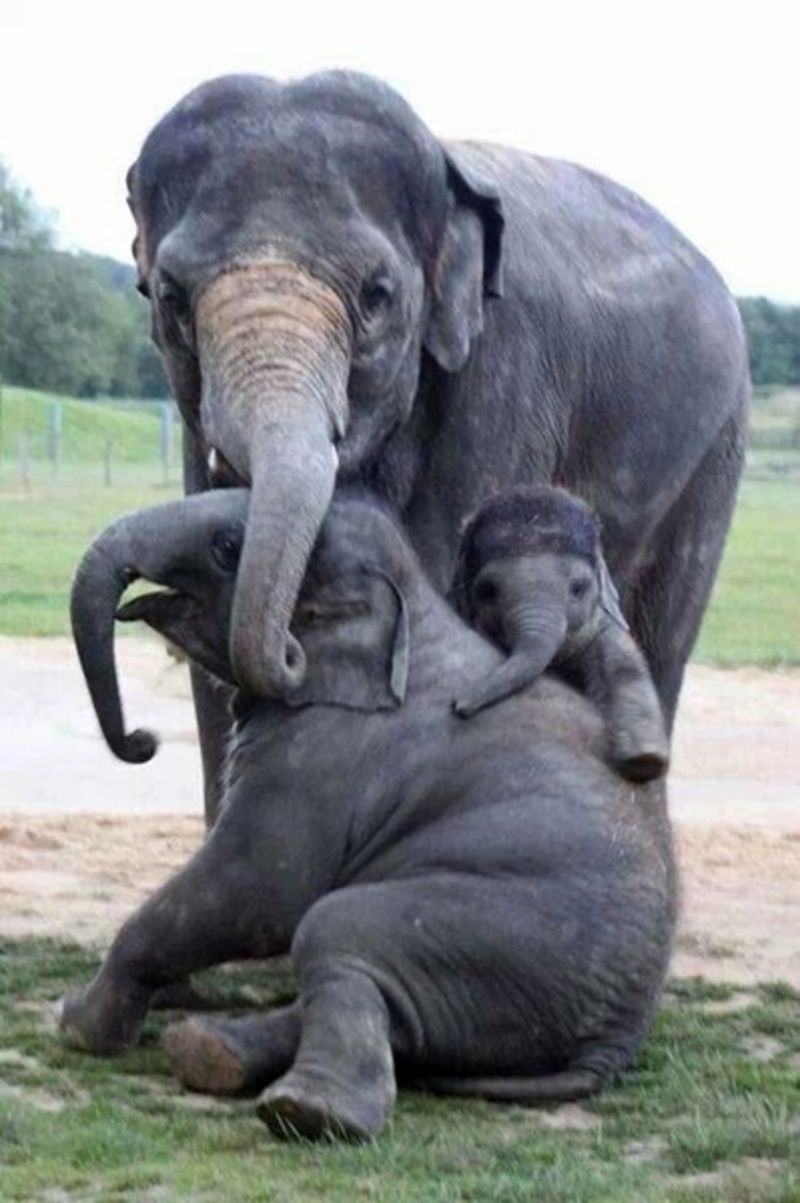 elephants2.jpg