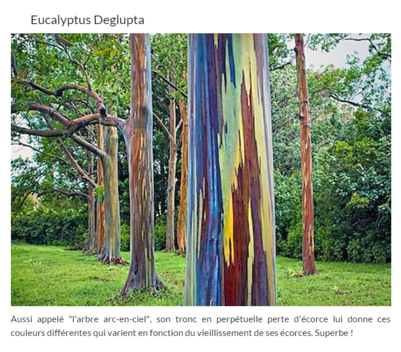 eucalyptus.png