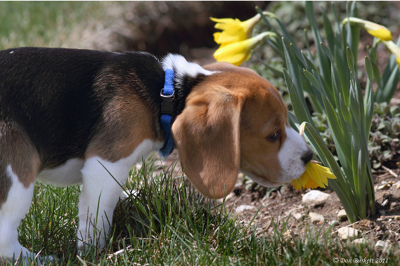 eux-aussi-aiment-les-fleurs-beagles.png