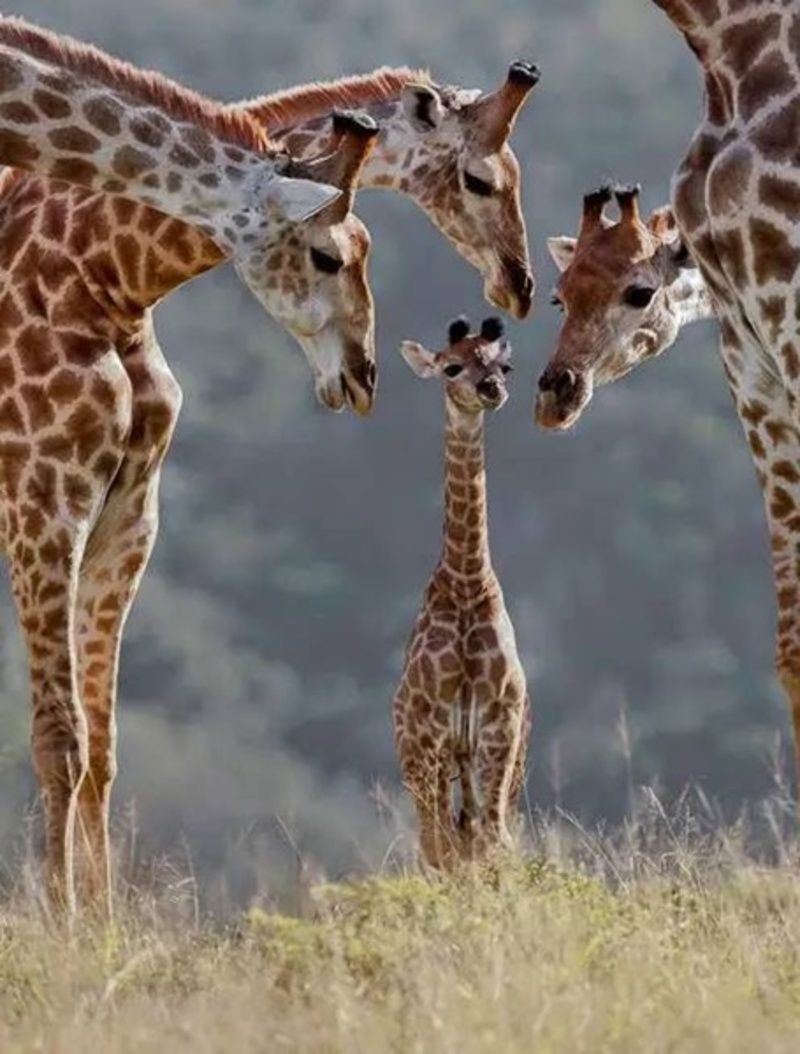 famille-girafe.jpg