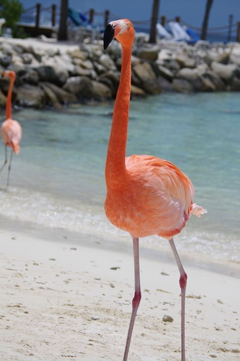 flamingo.jpg