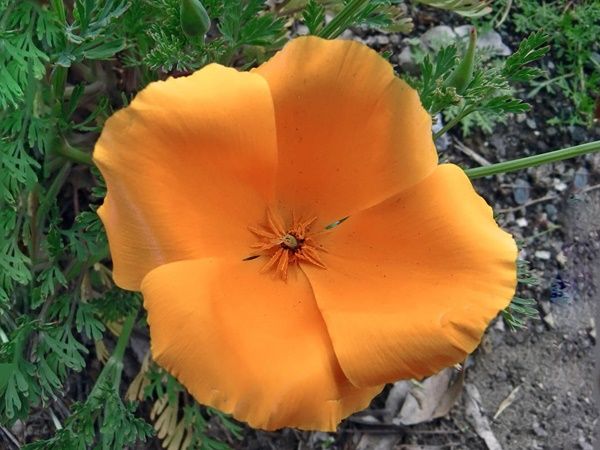 fleur-california1.jpg