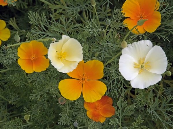 fleur-california2.jpg