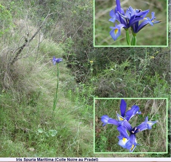 fleur-provence-iris.jpg