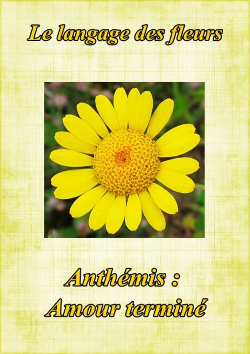 fleur13anthemis.jpg