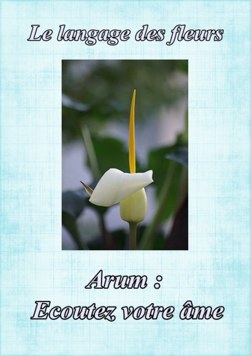 fleur15arum_1.jpg