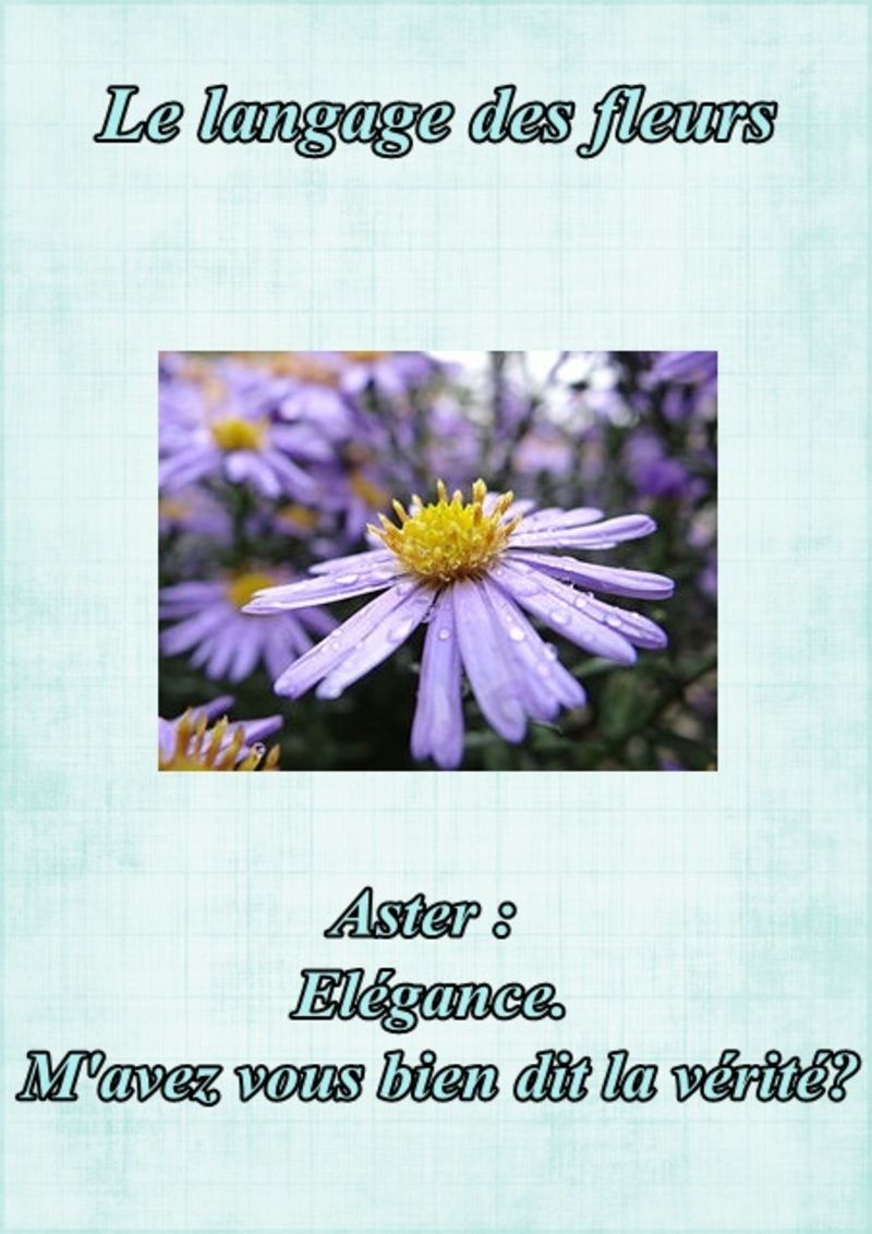 fleur17aster.jpg