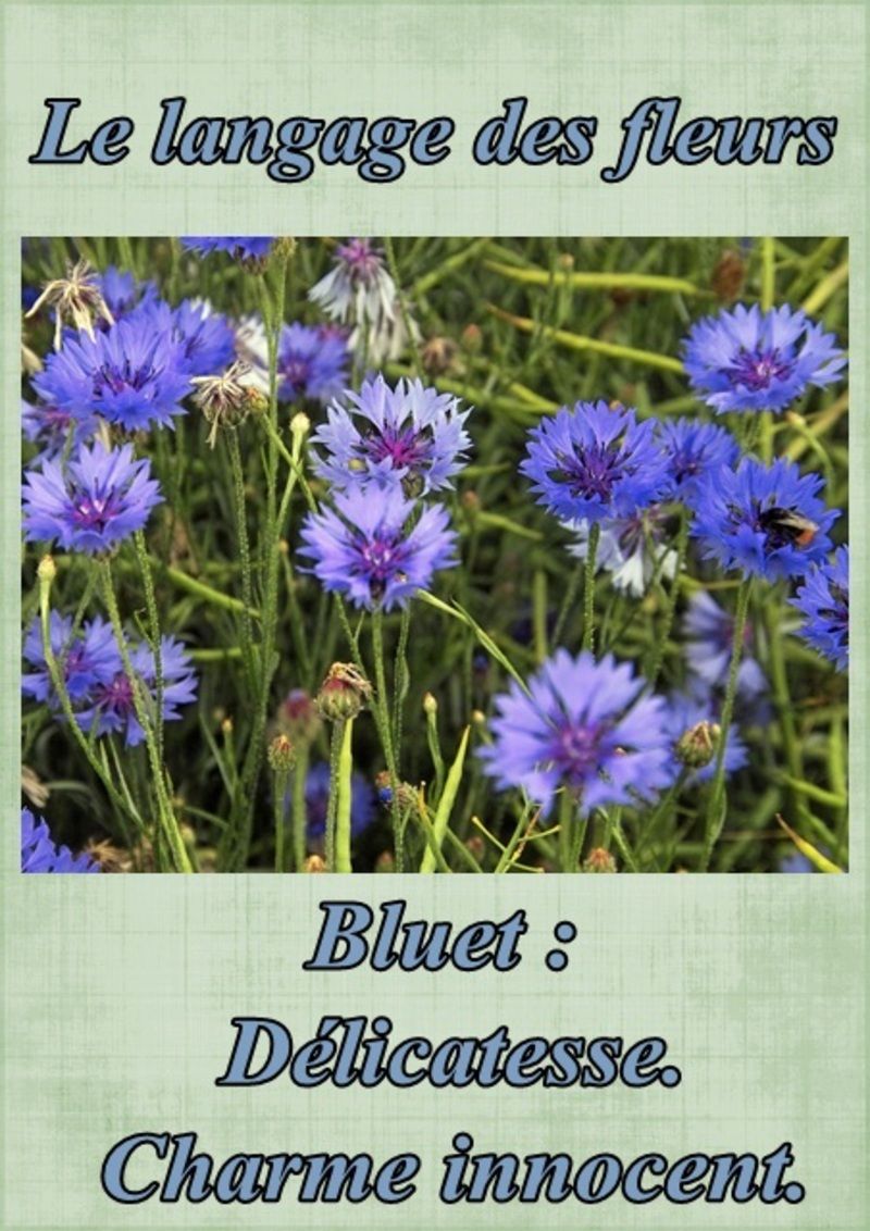 fleur27bleuet.jpg