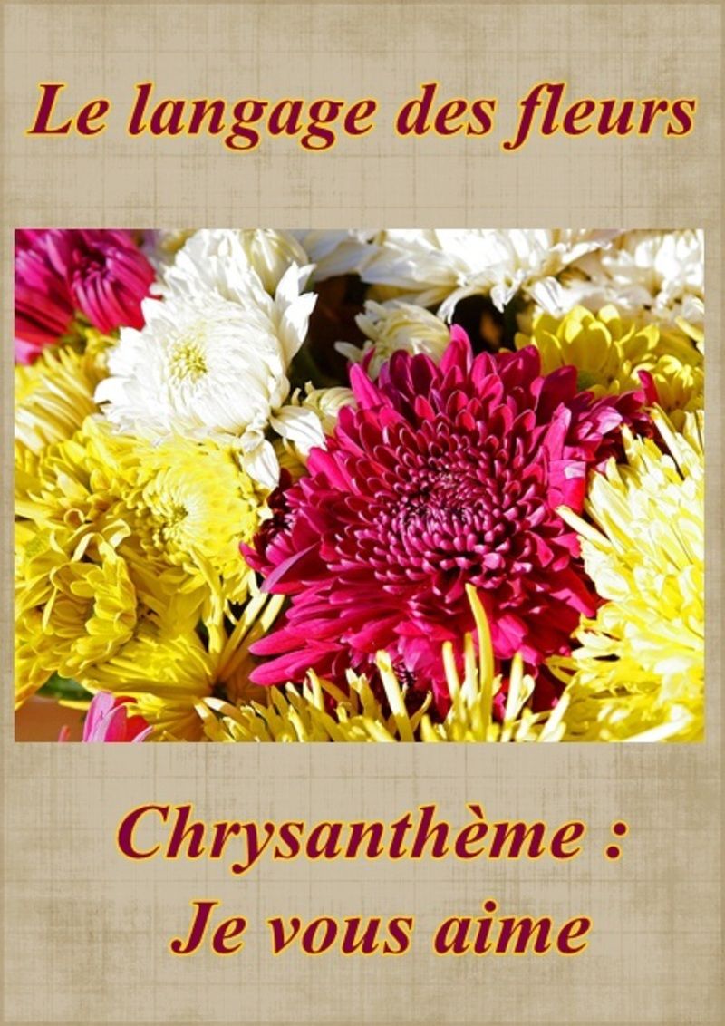 fleur43chrysantheme.jpg