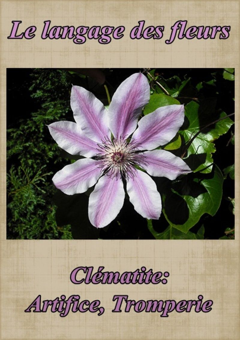 fleur45clematite.jpg
