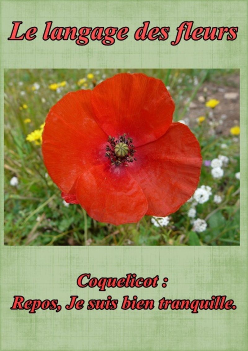 fleur47coquelicot.jpg