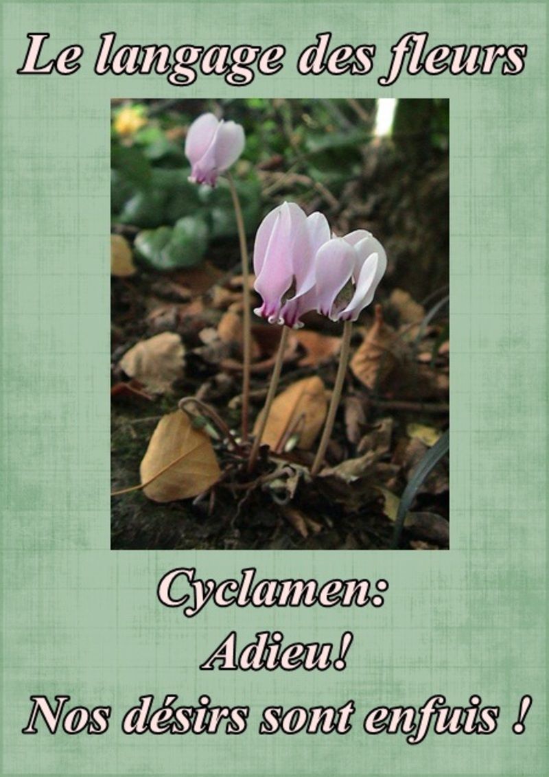 fleur50cyclamen.jpg