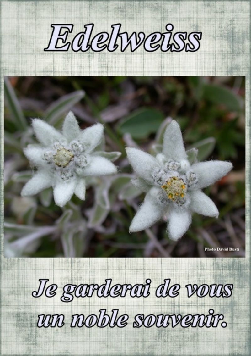 fleur57-edelweiss.jpg