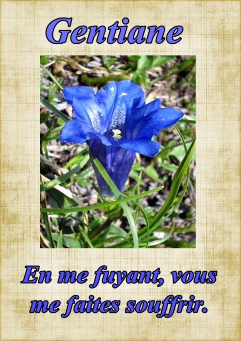 fleur66gentiane.jpg