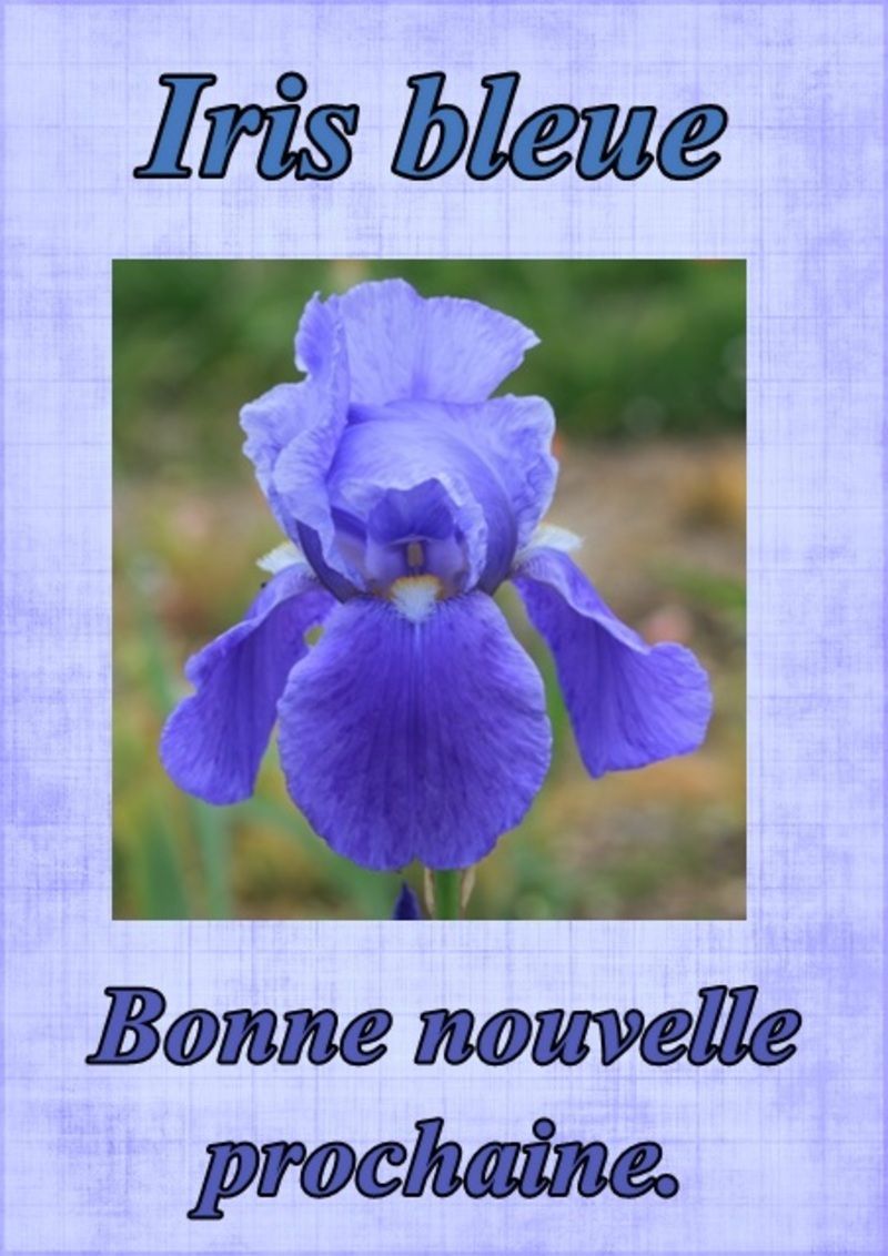 fleur86irisbleue.jpg