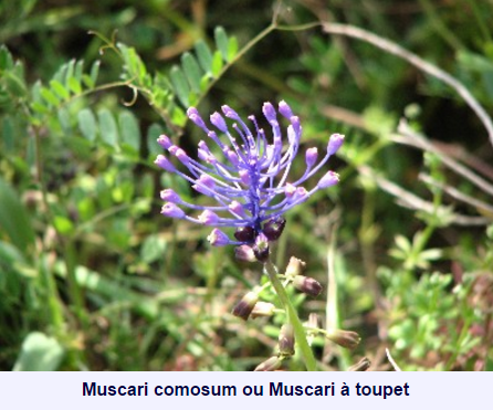 fleurprovence13.png