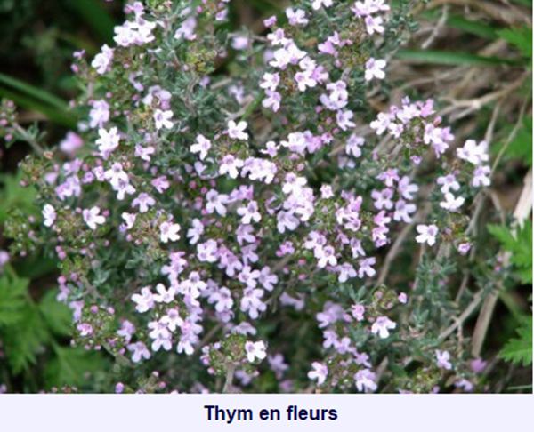 fleurprovence24.png