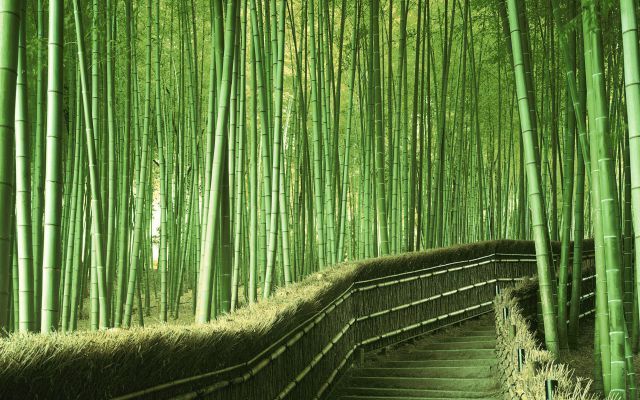 foret-bambou-kyoto-japon.jpg