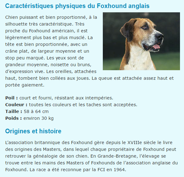 foxhund-texte1.png