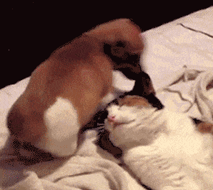 gif-Chien-et-chat-ok.gif